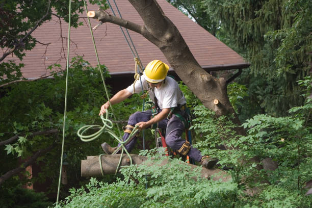  Rion Center, MA Tree Services Pros