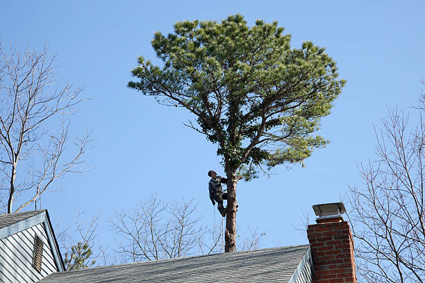 Seasonal Cleanup (Spring/Fall) in Marion Center, MA